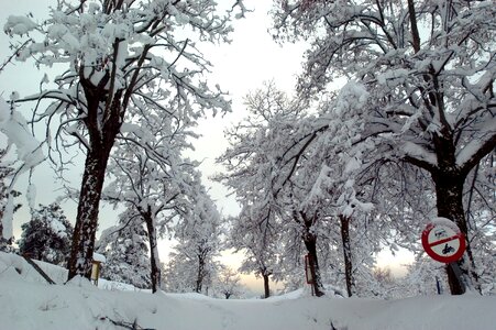 Icy white trees
