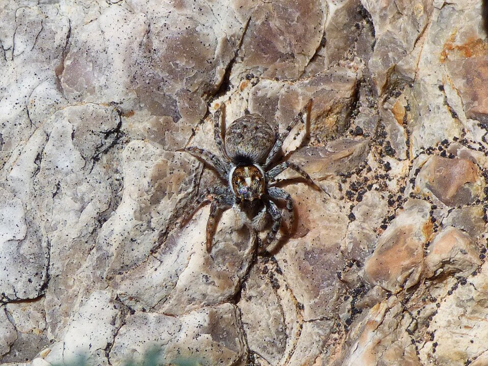 Spider bouncing rock cazamoscas