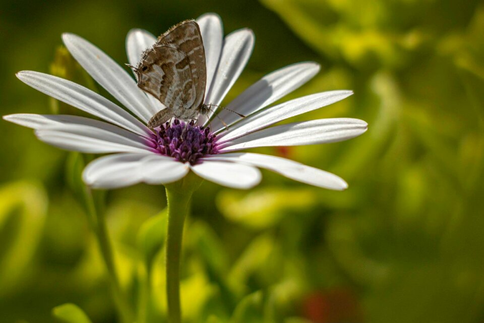 Summer spring insect