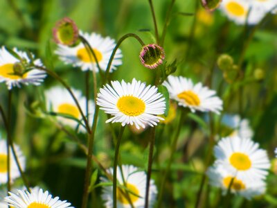 Spring flowers nature garden