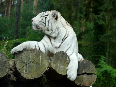 White tiger white majestic photo