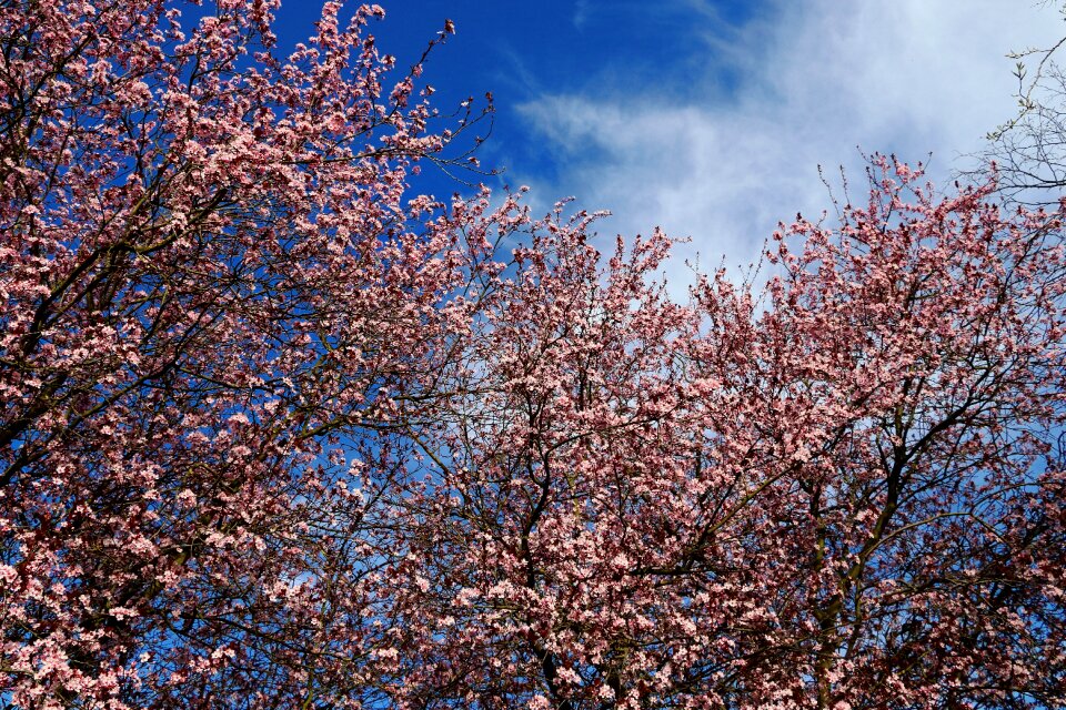 Tree japanese cherry trees cherry blossom photo