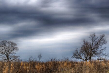Sky trees kentucky