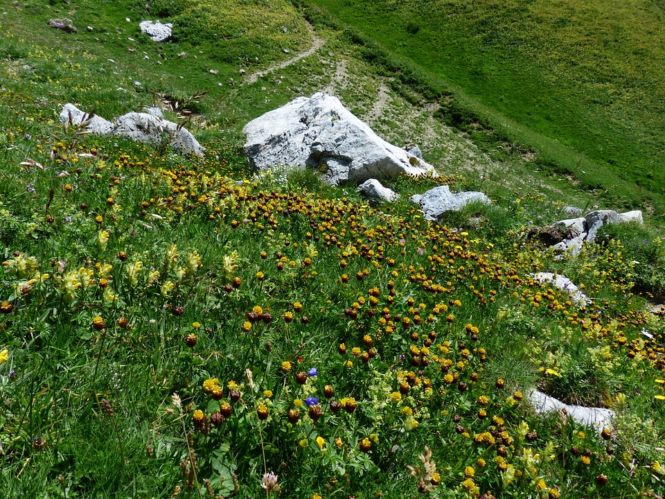 Flowers yellow brown