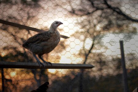 Farm animal poultry photo