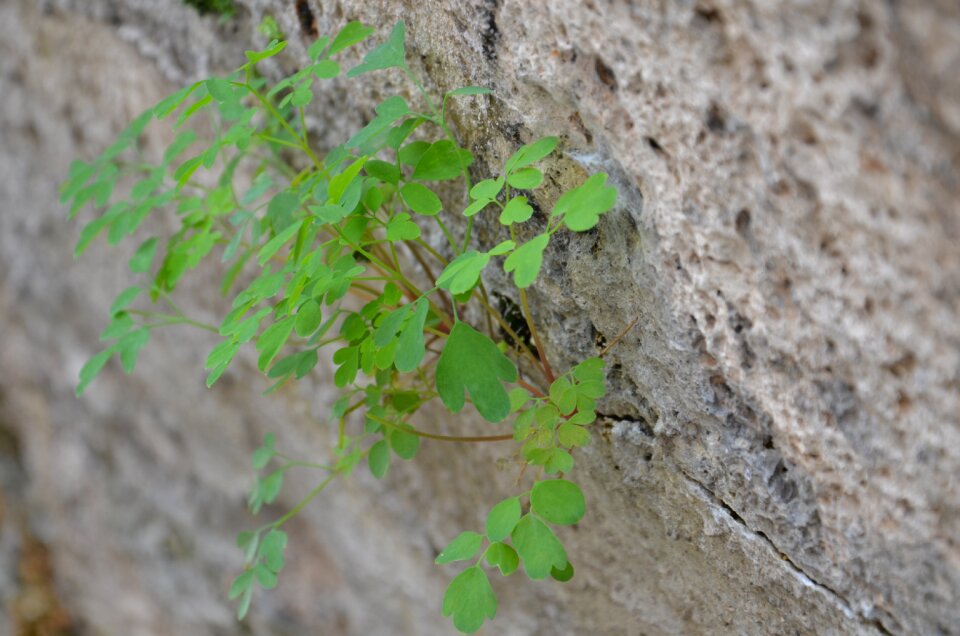 Nature fouling green
