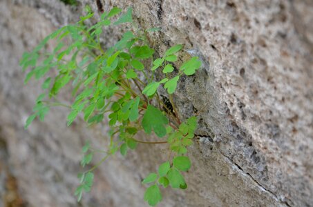 Nature fouling green photo