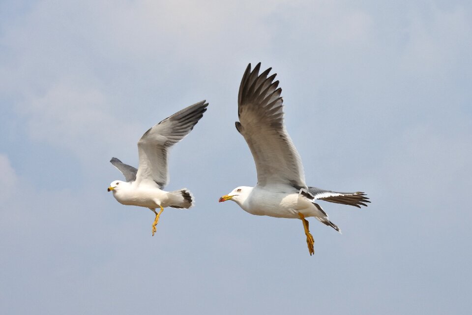 Seagull seabird wild animal