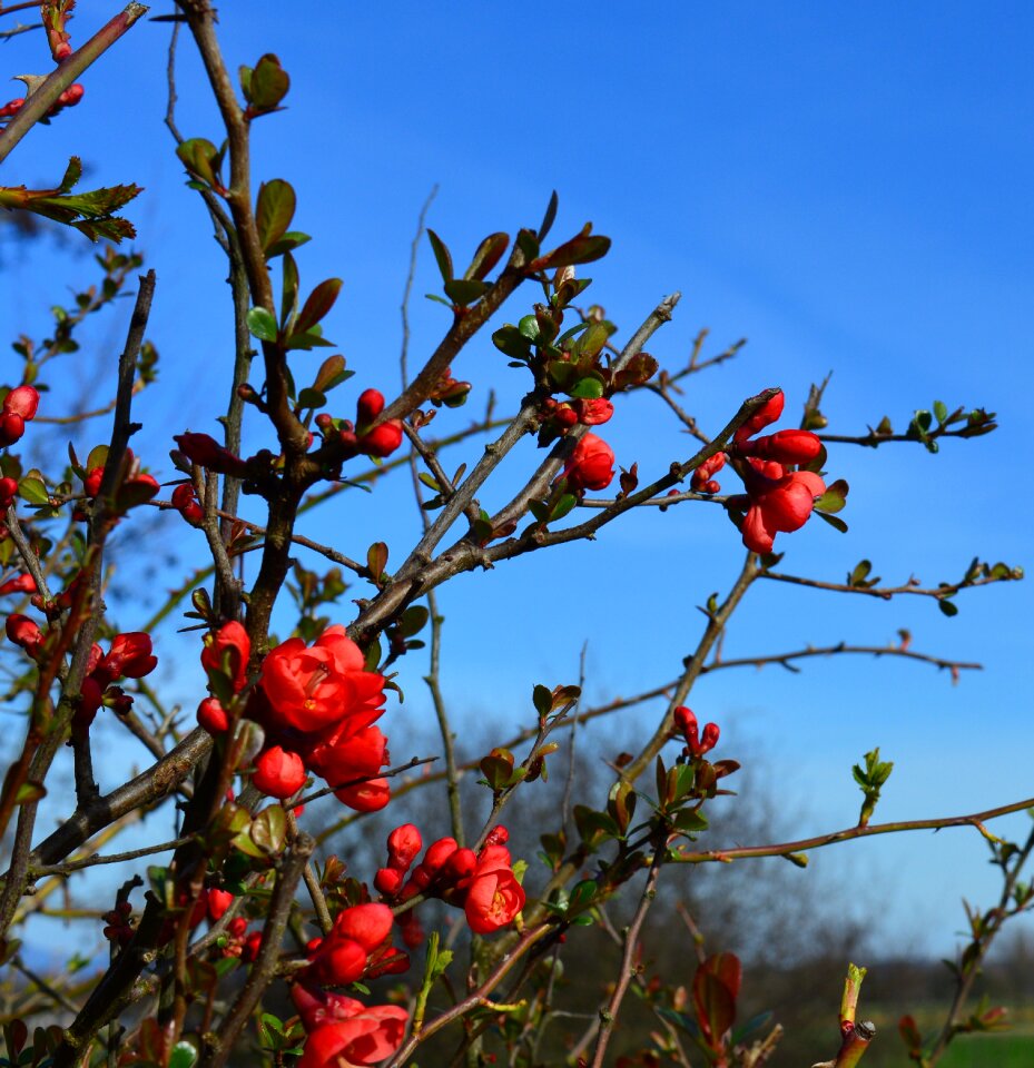 Chaenomeles japonica flowers branch