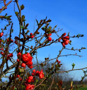 Chaenomeles japonica flowers branch photo