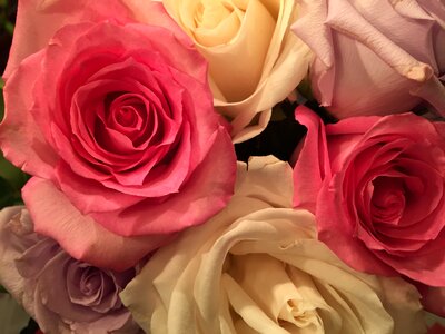 Romance petal floral photo