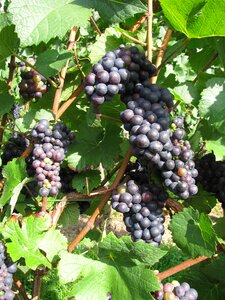 Fruit winegrowing vine photo