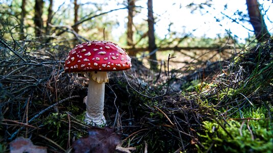 Fly agaric mushrooms autumn photo