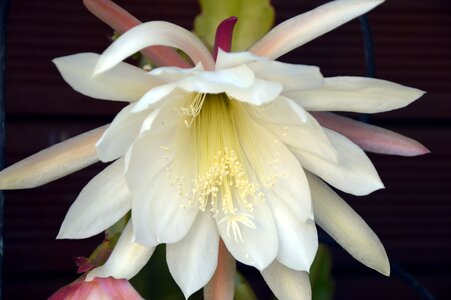 Flowers cactus cactus flower