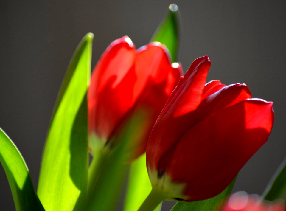 Nature red backlighting