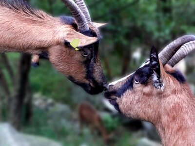 Sniff nature ticino photo