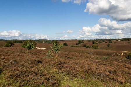 Netherlands nature blue sky