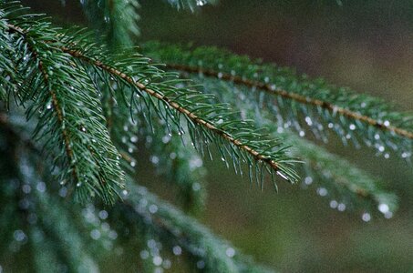 Tree evergreen nature