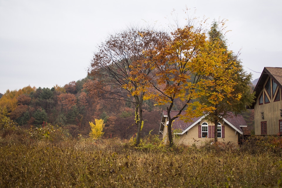 Mountain forest rural landscape