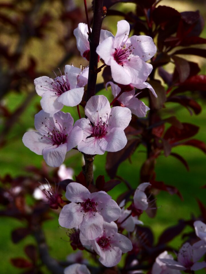 Spring blossom branch