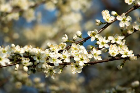 Bloom spring nature