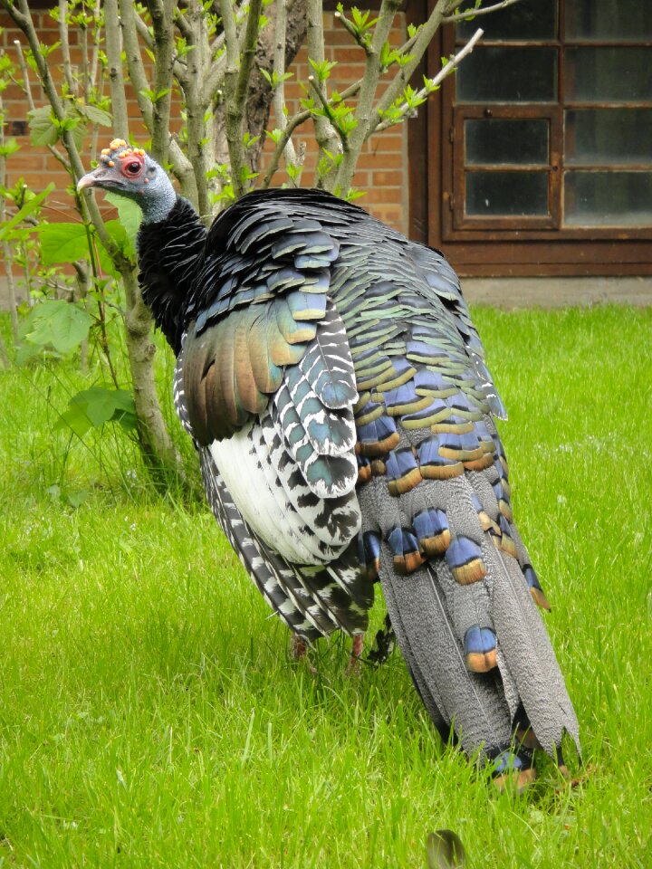 Wild turkey species zoo