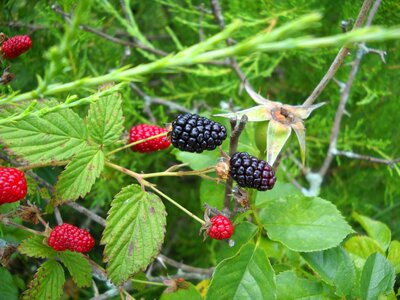 Delicious nature black