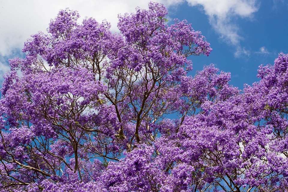 Australia pretty summer