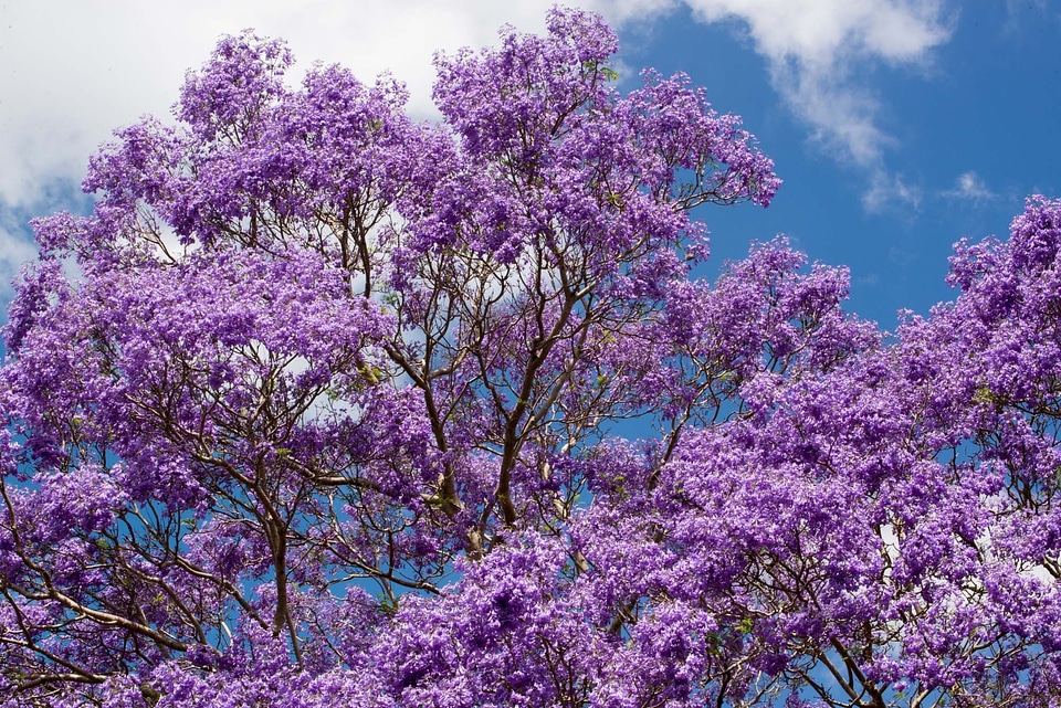 Australia pretty summer photo