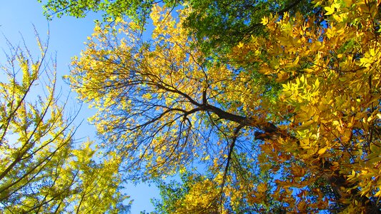 Autumn golden yellow honglingjin park photo