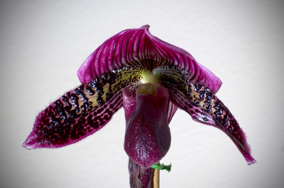 Bloom flower