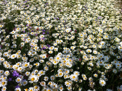 Meadow summer flower meadow