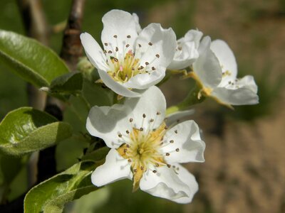 Pear spring nature