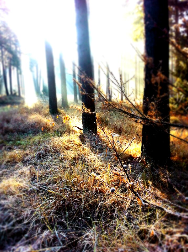 Backlighting light beam firs