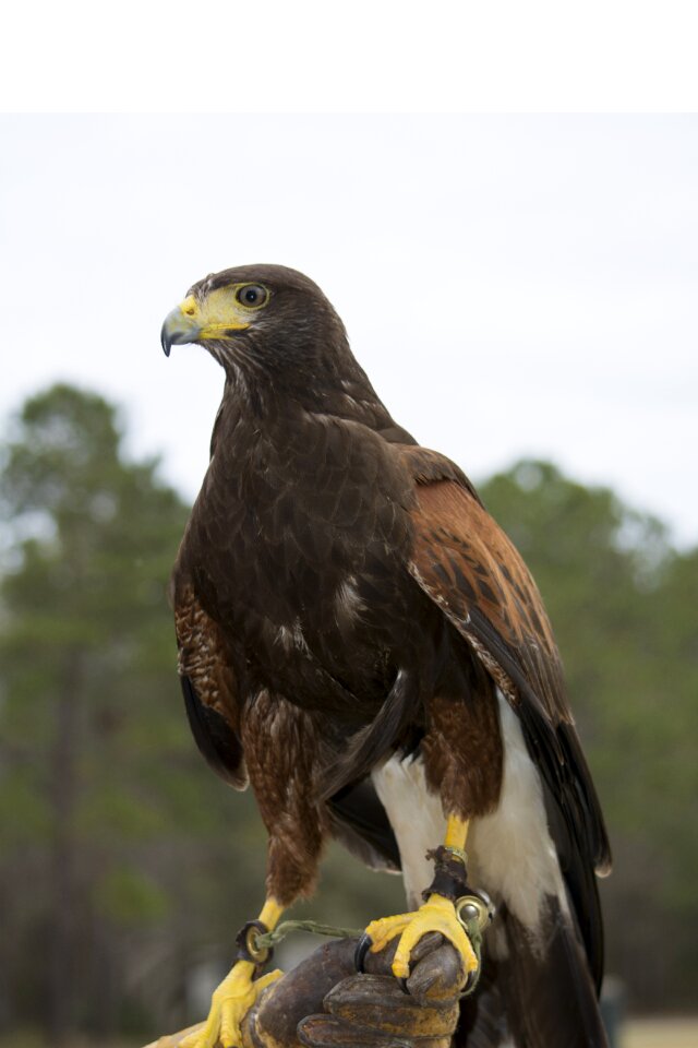 Animal eagle predator