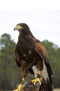 Animal eagle predator photo