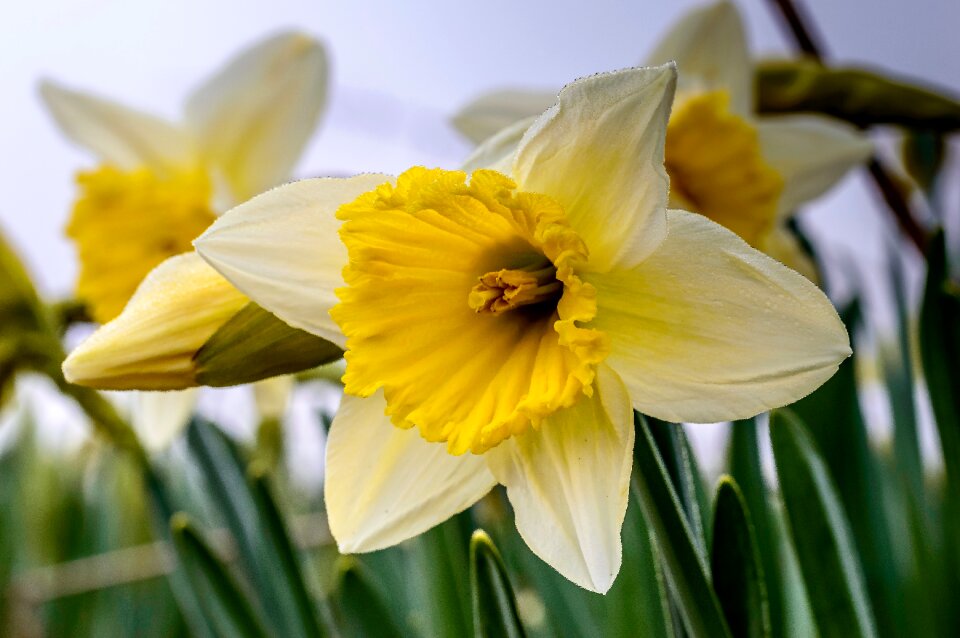 Yellow spring narcissus
