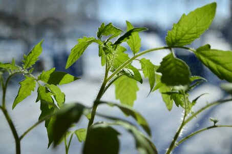 Closeup plant green