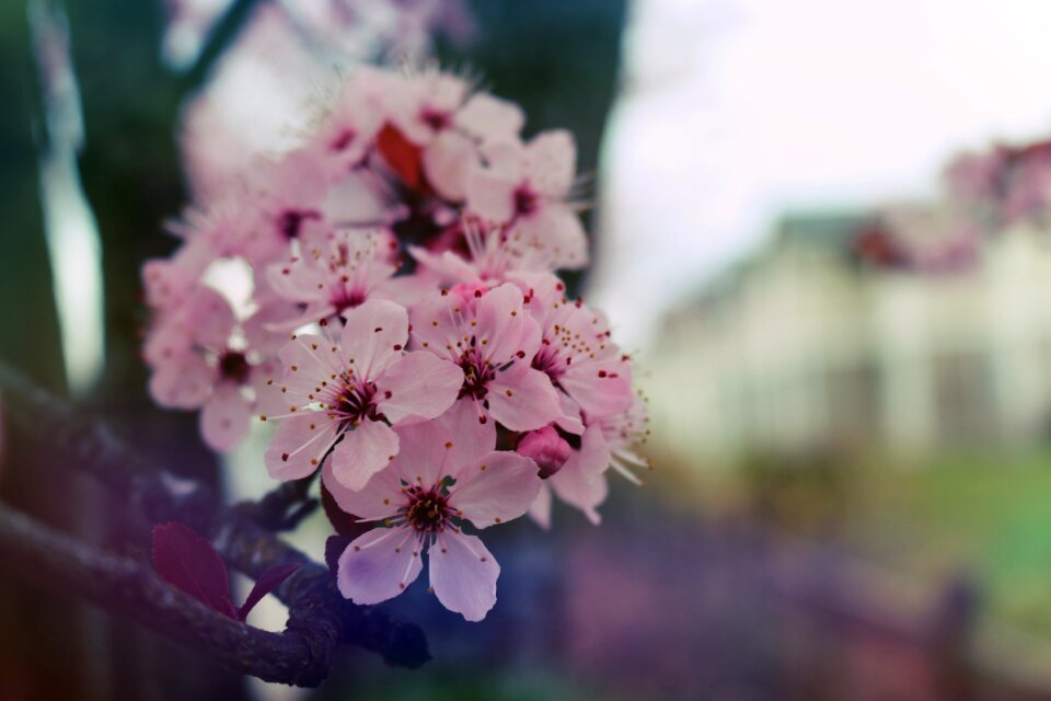 Blooming blossom plant