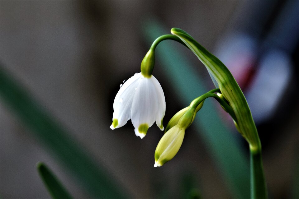 Bloom blossom bloom