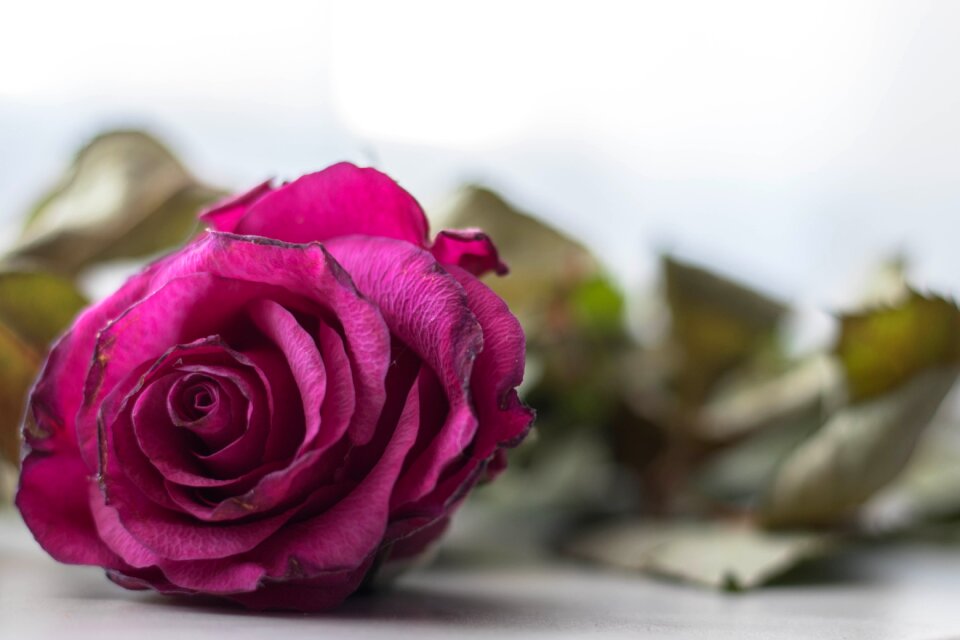Love symbolic plant
