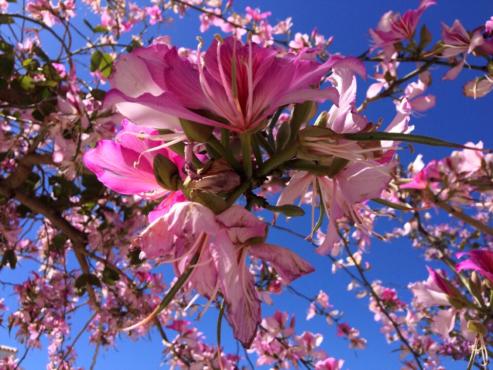 Flowering tree flowering branch spring