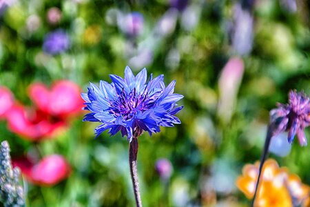 Nature blue wild flowers