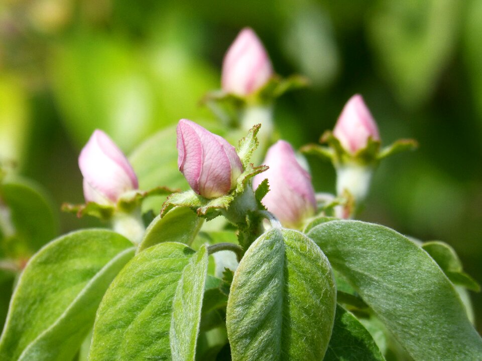 Flowering tree flower sprout