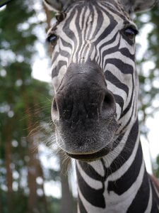 Head animal selfie