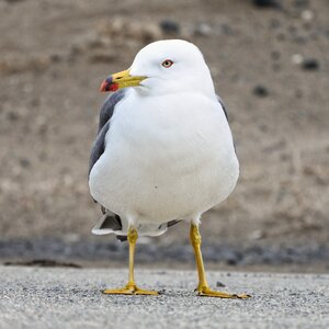 Sea gull seagull seabird photo