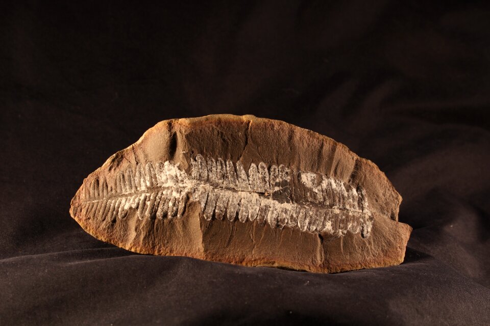 Paleontology stone leaf