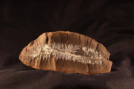 Paleontology stone leaf