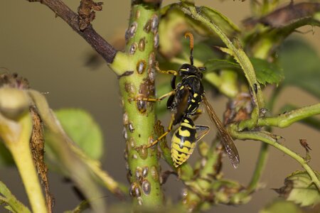 Wasp insect close up