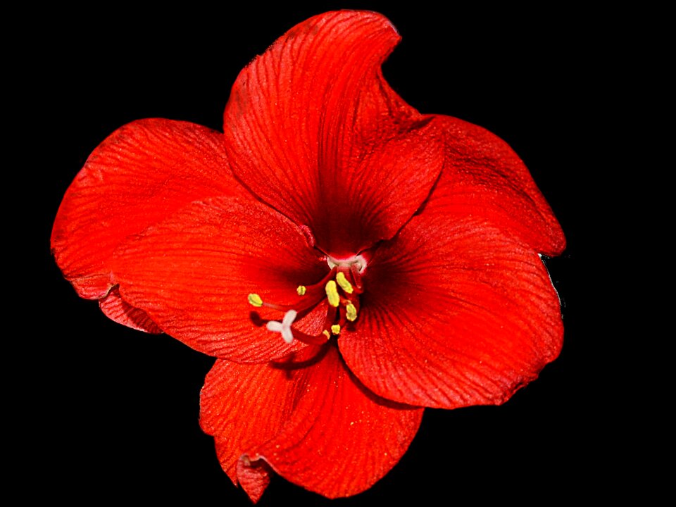 Blossom bloom black background